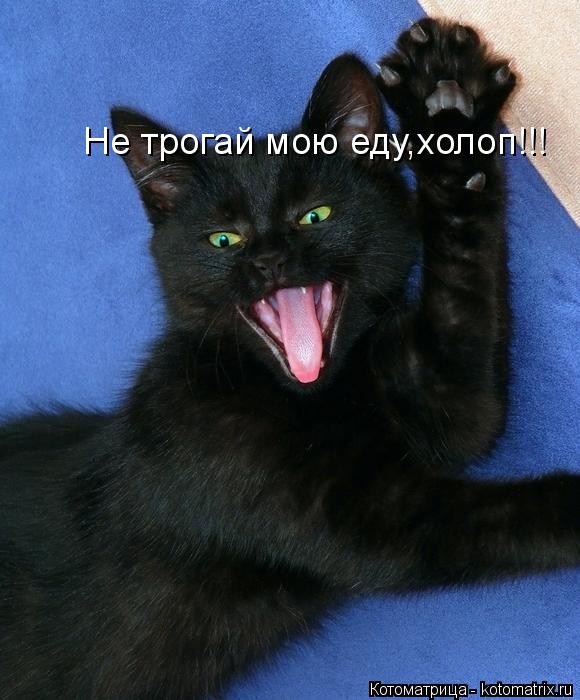 Не трогай мою еду,холоп!!!... Котоматрица: Не трогай мою еду,холоп!!!