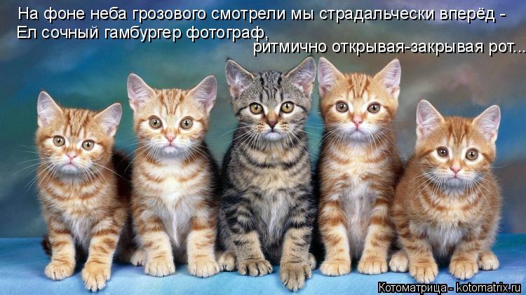На фоне неба грозового смотрели мы страдальчески вперёд - Ел сочный гамбургер фотограф, ритмично откр... Котоматрица: На фоне неба грозового смотрели мы страдальчески вперёд - Ел сочный гамбургер фотограф, ритмично открывая-закрывая рот...