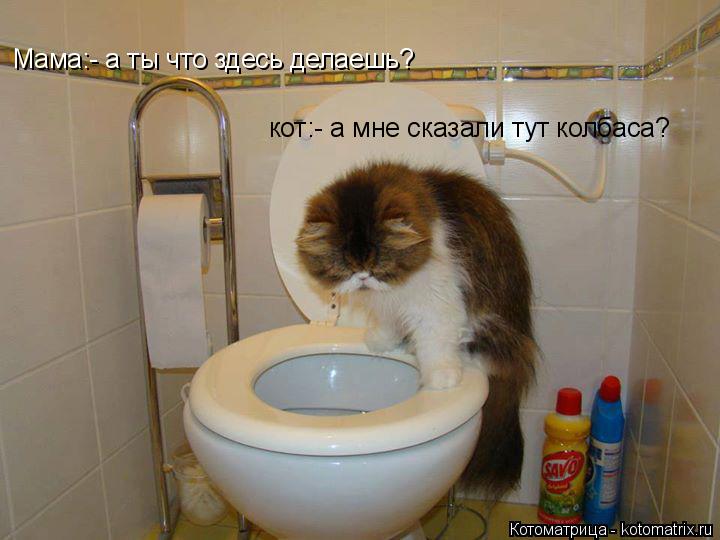 Мама:- а ты что здесь делаешь? кот:- а мне сказали тут колбаса?... Котоматрица: Мама:- а ты что здесь делаешь? кот:- а мне сказали тут колбаса?