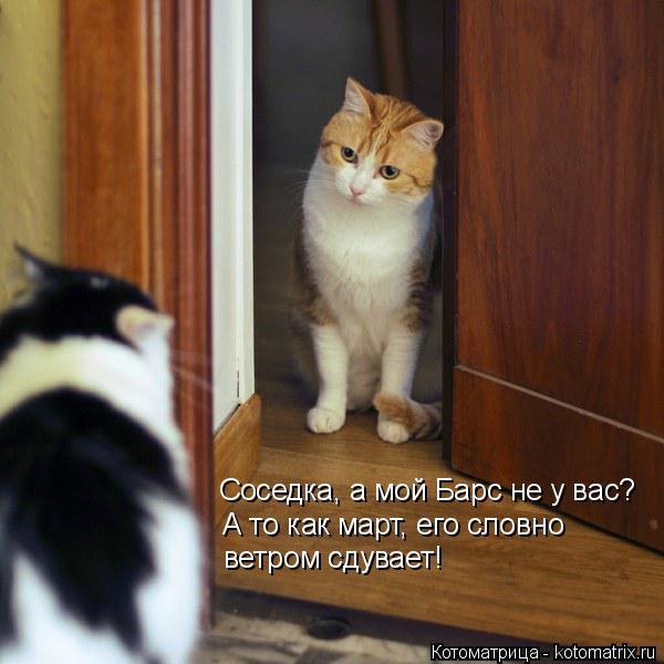 Соседка, а мой Барс не у вас? А то как март, его словно ветром сдувает!... Котоматрица: Соседка, а мой Барс не у вас? А то как март, его словно ветром сдувает!