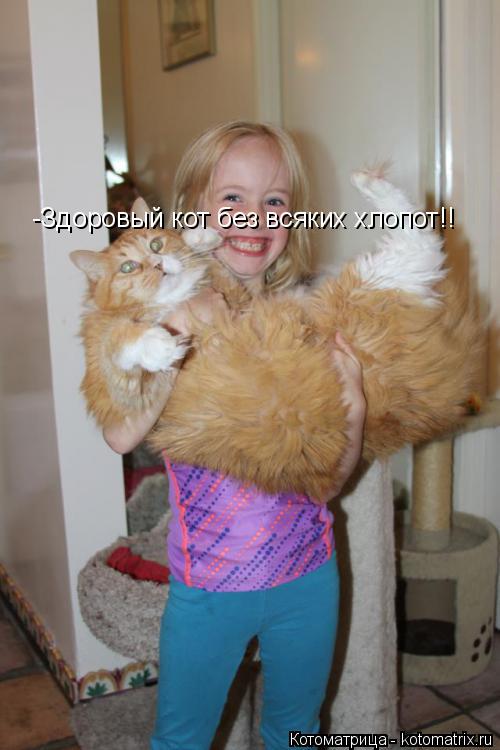 -Здоровый кот без всяких хлопот!!... Котоматрица: -Здоровый кот без всяких хлопот!!