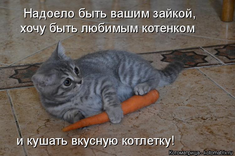 Надоело быть вашим зайкой, хочу быть любимым котенком и кушать вкусную котлетку!... Котоматрица: Надоело быть вашим зайкой, хочу быть любимым котенком и кушать вкусную котлетку!