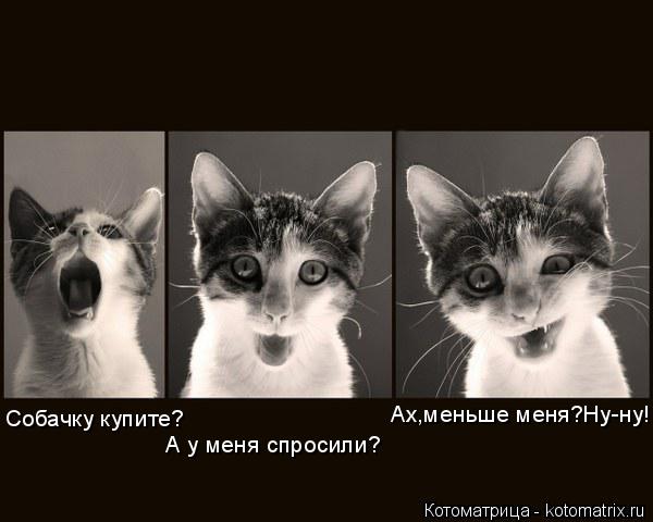 Котоматрица: Собачку купите? А у меня спросили? Ах,меньше меня?Ну-ну!