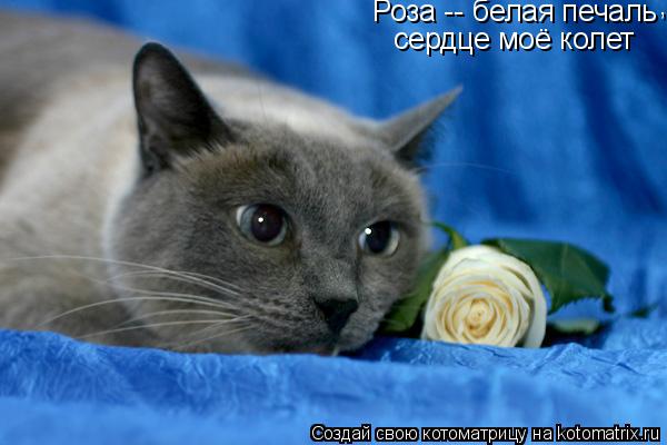 Роза -- белая печаль , сердце моё колет... Котоматрица: Роза -- белая печаль , сердце моё колет