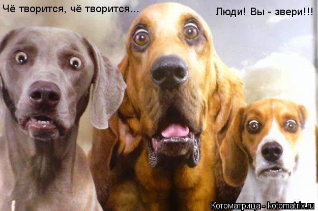 Котоматрица: Чё творится, чё творится... Люди! Вы - звери!!!