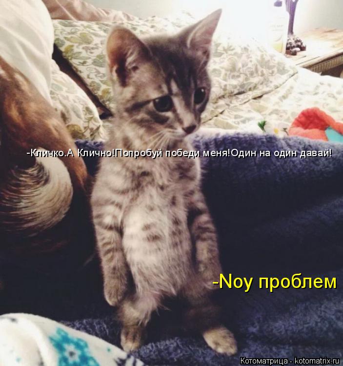 -Кличко.А Клично!Попробуй победи меня!Один на один давай! -Noy проблем... Котоматрица: -Кличко.А Клично!Попробуй победи меня!Один на один давай! -Noy проблем