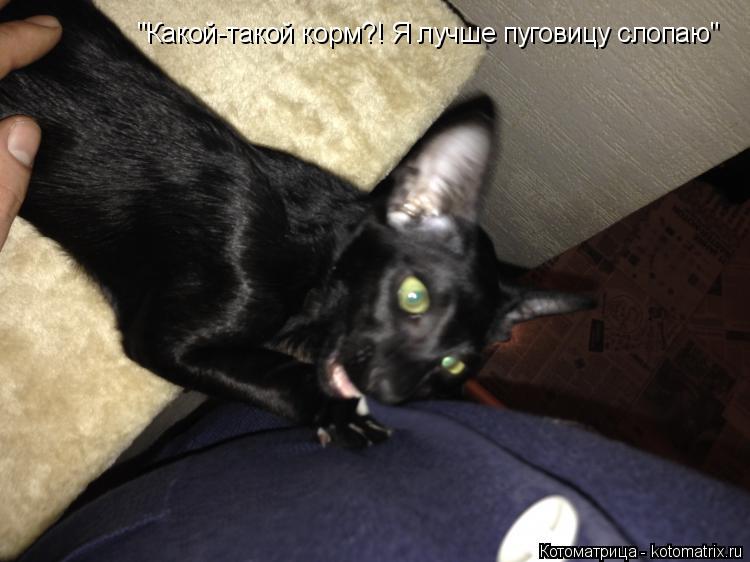 "Какой-такой корм?! Я лучше пуговицу слопаю"... Котоматрица: "Какой-такой корм?! Я лучше пуговицу слопаю"