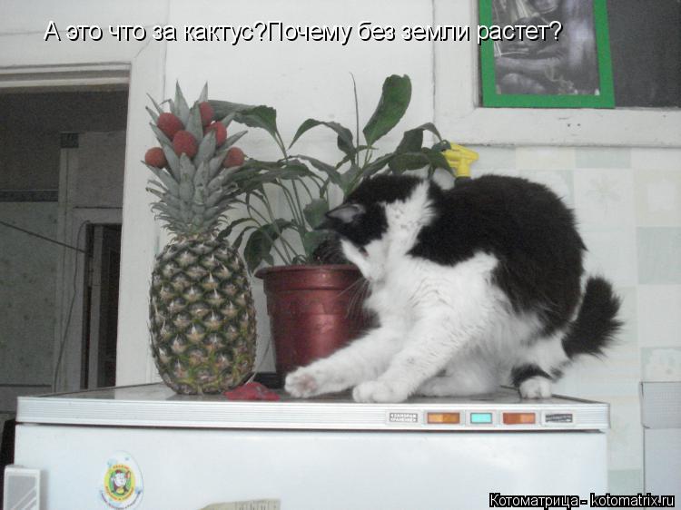 Котоматрица: А это что за кактус?Почему без земли растет?