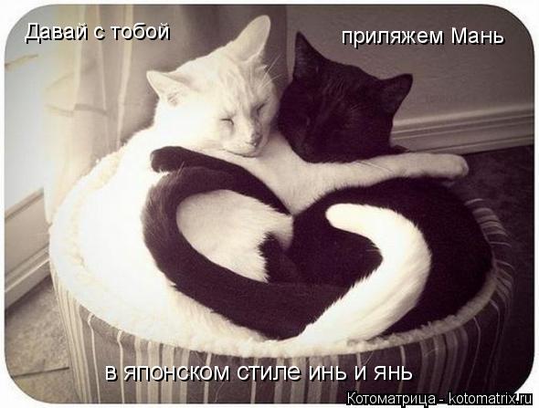 Давай с тобой приляжем Мань в японском стиле инь и янь... Котоматрица: Давай с тобой приляжем Мань в японском стиле инь и янь