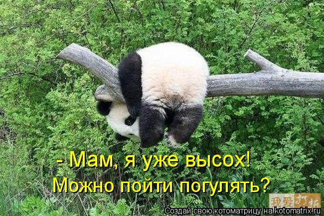 - Мам, я уже высох! Можно пойти погулять?... Котоматрица: - Мам, я уже высох! Можно пойти погулять?