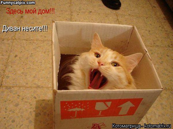 Котоматрица: Здесь мой дом!!! Диван несите!!!
