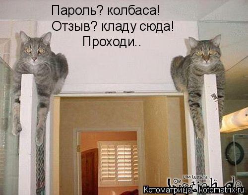 Пароль? колбаса! Проходи.. Отзыв? кладу сюда!... Котоматрица: Пароль? колбаса! Проходи.. Отзыв? кладу сюда!