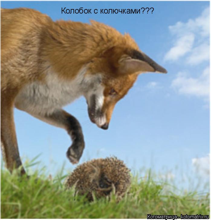 Колобок с колючками???... Котоматрица: Колобок с колючками???