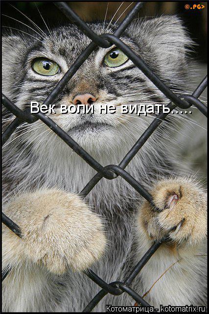 Котоматрица: Век воли не видать.....