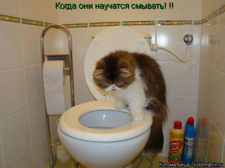 Когда они научатся смывать! !!... Котоматрица: Когда они научатся смывать! !!