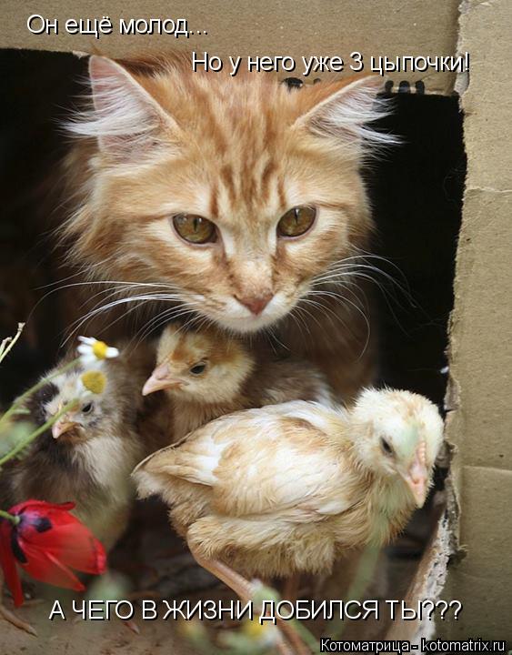 Котоматрица: Он ещё молод... Но у него уже 3 цыпочки! А ЧЕГО В ЖИЗНИ ДОБИЛСЯ ТЫ???