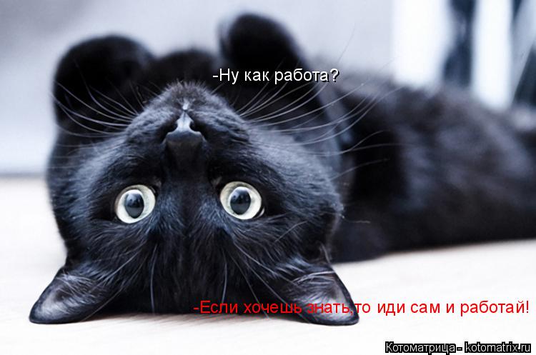 -Ну как работа? -Если хочешь знать,то иди сам и работай!... Котоматрица: -Ну как работа? -Если хочешь знать,то иди сам и работай!