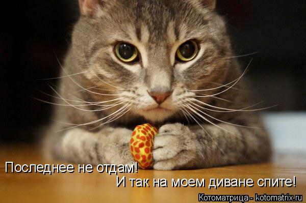 Последнее не отдам! И так на моем диване спите!... Котоматрица: Последнее не отдам! И так на моем диване спите!