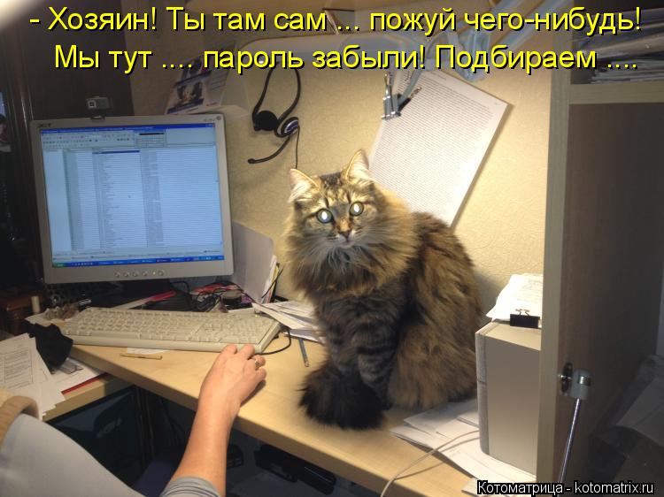 Котоматрица: - Хозяин! Ты там сам ... пожуй чего-нибудь! Мы тут .... пароль забыли! Подбираем ....