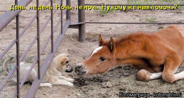 Котоматрица: День, не день. Ночь, не ночь. Ну кому же нам помочь?