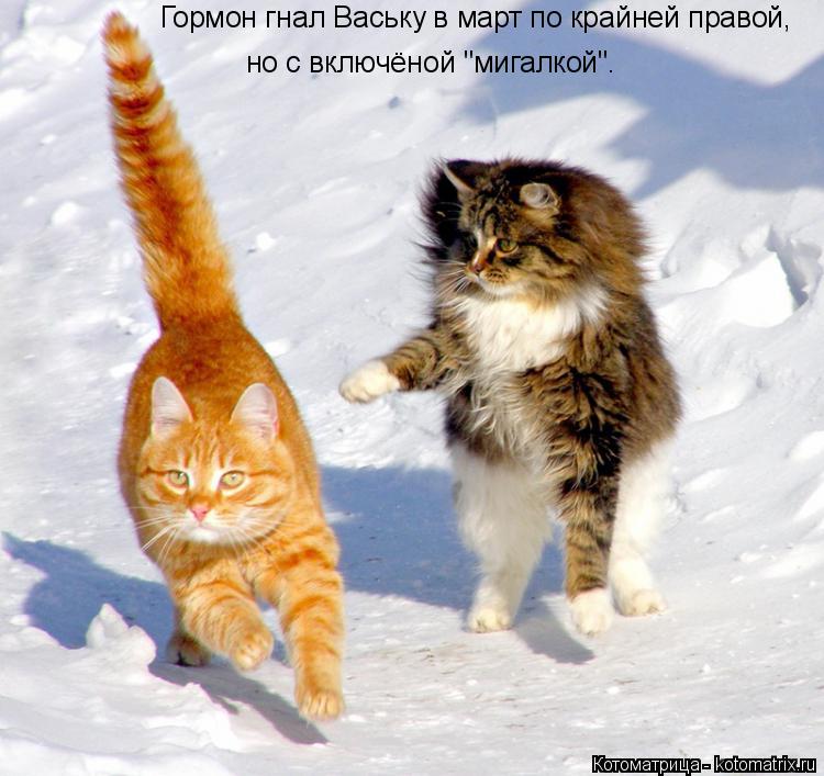 Гормон гнал Ваську в март по крайней правой, но с включёной "мигалкой".... Котоматрица: Гормон гнал Ваську в март по крайней правой, но с включёной "мигалкой".