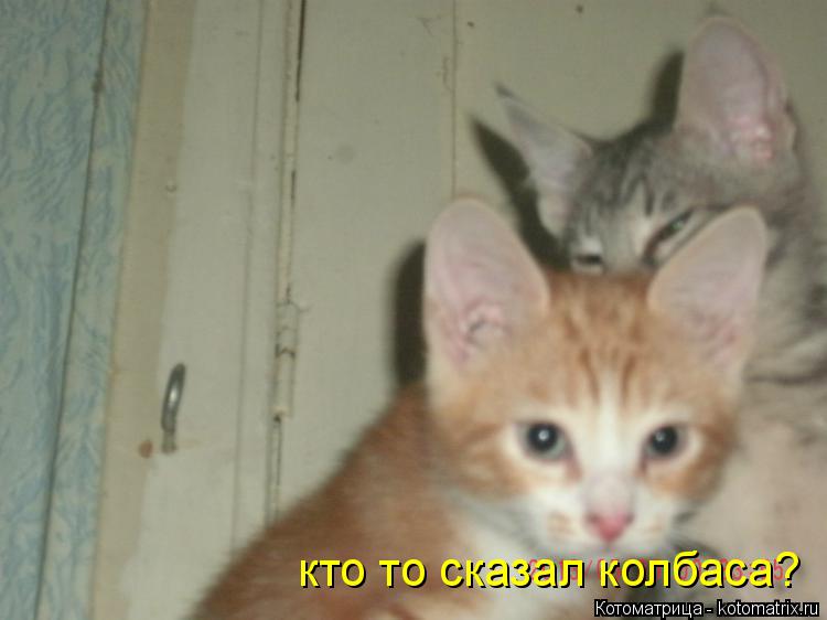 кто то сказал колбаса?... Котоматрица: кто то сказал колбаса?