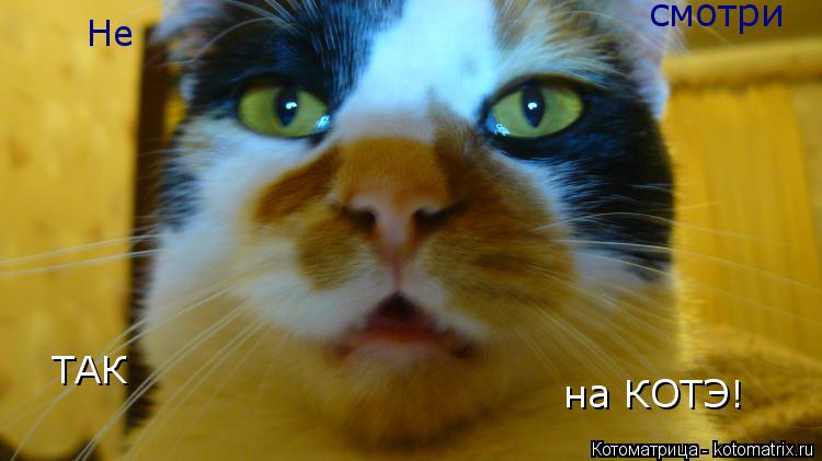 Не смотри ТАК на КОТЭ!... Котоматрица: Не смотри ТАК на КОТЭ!