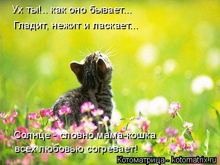 Ух ты!.. как оно бывает... всех любовью согревает! Гладит, нежит и ласкает... Солнце - словно мама-ко... Котоматрица: Ух ты!.. как оно бывает... всех любовью согревает! Гладит, нежит и ласкает... Солнце - словно мама-кошка