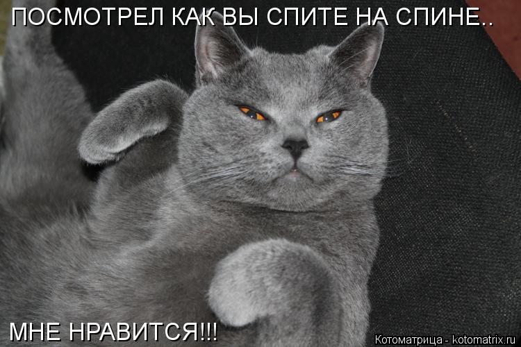Котоматрица: ПОСМОТРЕЛ КАК ВЫ СПИТЕ НА СПИНЕ.. МНЕ НРАВИТСЯ!!!
