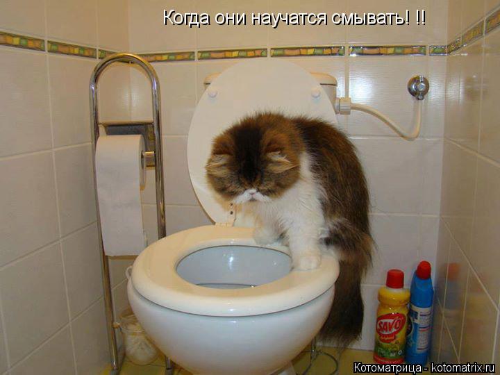 Когда они научатся смывать! !!... Котоматрица: Когда они научатся смывать! !!