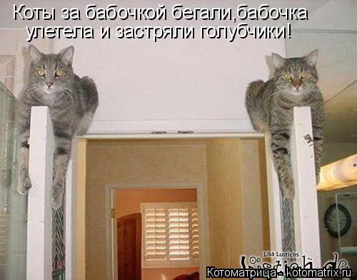 Коты за бабочкой бегали,бабочка улетела и застряли голубчики!... Котоматрица: Коты за бабочкой бегали,бабочка улетела и застряли голубчики!