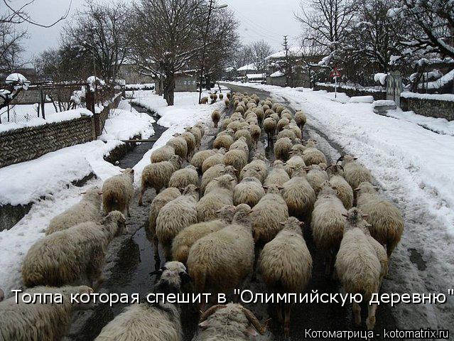 Котоматрица: Толпа которая спешит в "Олимпийскую деревню"