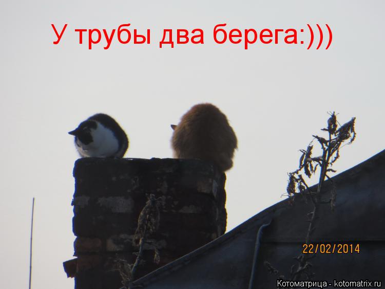 У трубы два берега:)))... Котоматрица: У трубы два берега:)))