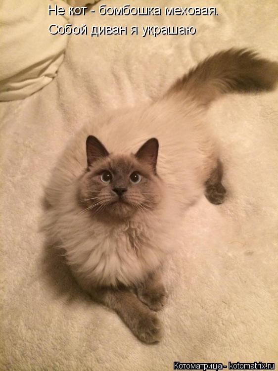 Не кот - бомбошка меховая. Собой диван я украшаю... Котоматрица: Не кот - бомбошка меховая. Собой диван я украшаю