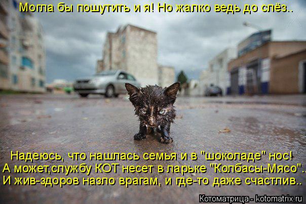 Могла бы пошутить и я! Но жалко ведь до слёз.. Надеюсь, что нашлась семья и в "шоколаде" нос! А может... Котоматрица: Могла бы пошутить и я! Но жалко ведь до слёз.. Надеюсь, что нашлась семья и в "шоколаде" нос! А может,службу КОТ несет в ларьке "Колбасы-Мясо".. И