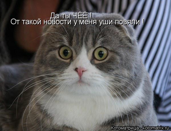 Да ты ЧЁЁ ! От такой новости у меня уши повяли !... Котоматрица: Да ты ЧЁЁ ! От такой новости у меня уши повяли !