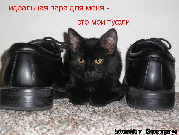 идеальная пара для меня - это мои туфли... Котоматрица: идеальная пара для меня - это мои туфли