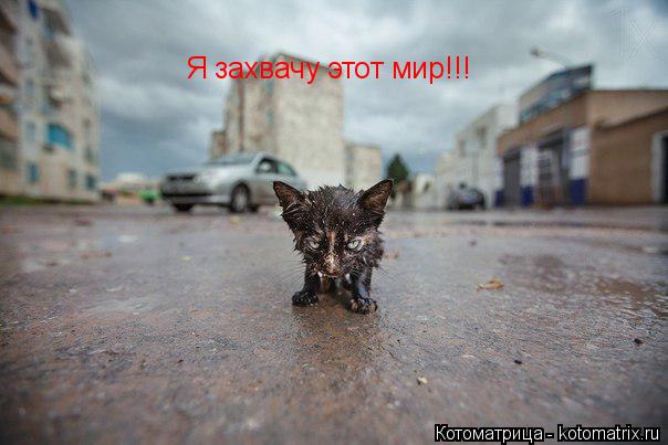 Я захвачу этот мир!!!... Котоматрица: Я захвачу этот мир!!!