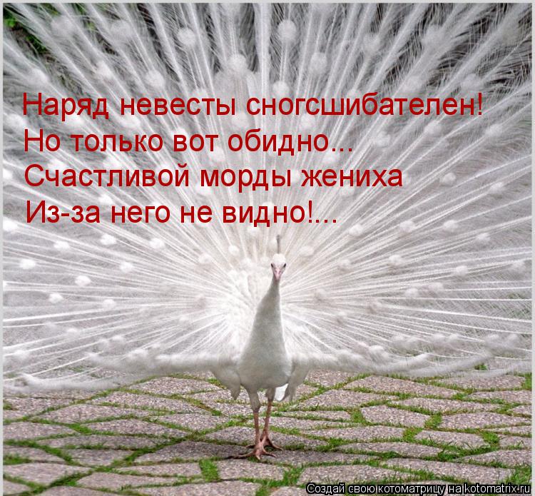 Наряд невесты сногсшибателен! Но только вот обидно... Счастливой морды жениха Из-за него не видно!...... Котоматрица: Наряд невесты сногсшибателен! Но только вот обидно... Счастливой морды жениха Из-за него не видно!...