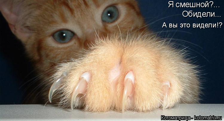Я смешной?... Обидели... А вы это видели!?... Котоматрица: Я смешной?... Обидели... А вы это видели!?
