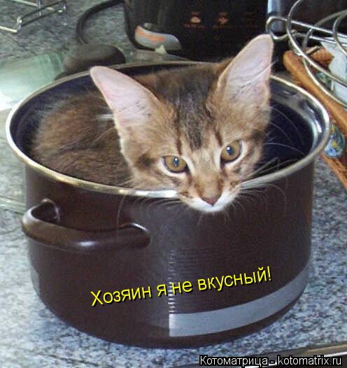 Хозяин я не вкусный!... Котоматрица: Хозяин я не вкусный!