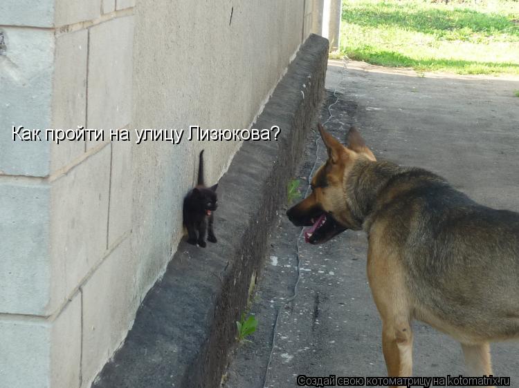 Как пройти на улицу Лизюкова?... Котоматрица: Как пройти на улицу Лизюкова?