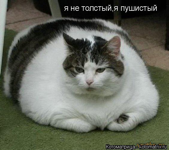 я не толстый,я пушистый... Котоматрица: я не толстый,я пушистый