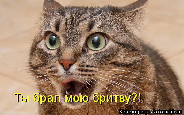 Котоматрица: Ты брал мою бритву?!