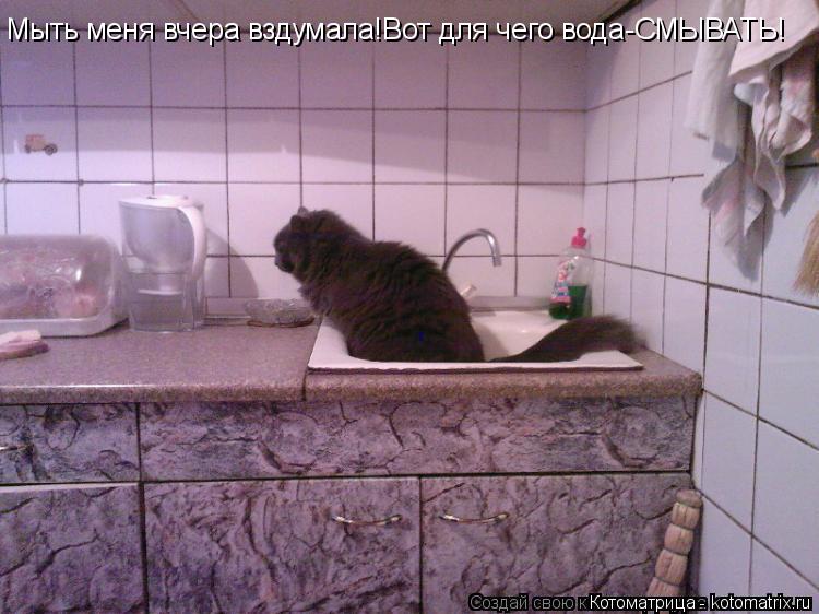 Мыть меня вчера вздумала!Вот для чего вода-СМЫВАТЬ!... Котоматрица: Мыть меня вчера вздумала!Вот для чего вода-СМЫВАТЬ!