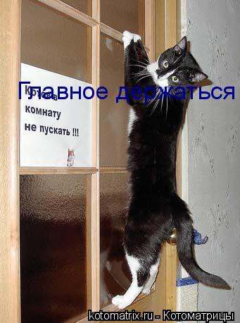 Котоматрица: Главное держаться Главное держаться