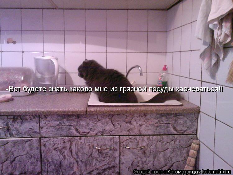 -Вот будете знать,каково мне из грязной посуды харчеваться!!... Котоматрица: -Вот будете знать,каково мне из грязной посуды харчеваться!!