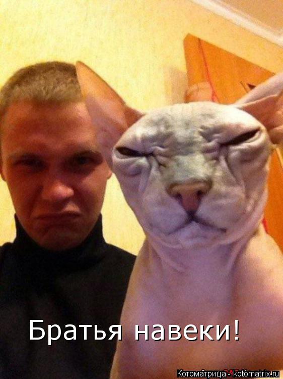 Котоматрица: Братья навеки!