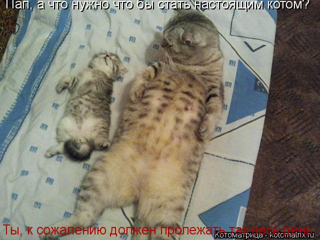 Пап, а что нужно что бы стать настоящим котом? Ты, к сожалению должен пролежать так весь день.... Котоматрица: Пап, а что нужно что бы стать настоящим котом? Ты, к сожалению должен пролежать так весь день.