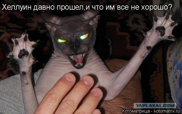 Хеллуин давно прошел,и что им все не хорошо?... Котоматрица: Хеллуин давно прошел,и что им все не хорошо?